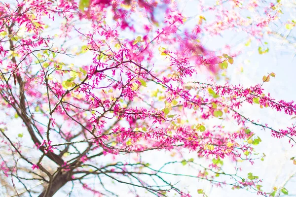 Hermoso árbol de flor de cerezo en primavera sobre fondo borroso — Foto de Stock