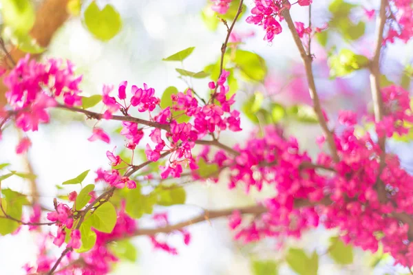 Hermoso árbol de flor de cerezo en primavera sobre fondo borroso — Foto de Stock
