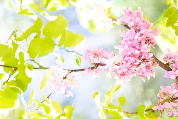 Ανοιξιάτικο φόντο με ροζ άνθη και φύλλα πράσινου δέντρου. Natur — Φωτογραφία Αρχείου