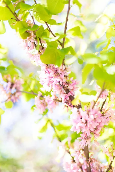 Fondo primaverile con fiori rosa e foglie di albero verde. Natur — Foto Stock