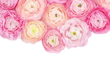  Çiçek Çerçevesi. Pembe Ranunculus çiçekleri beyaz bir sırt üzerinde izole