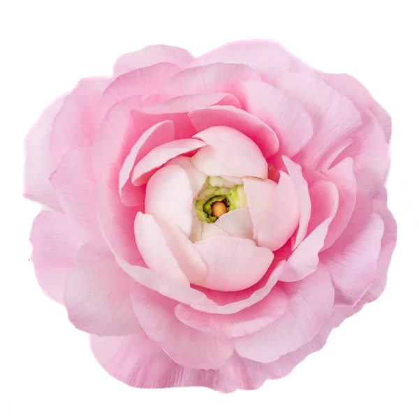 Rosa vårblomma isolerad på en vit bakgrund. Vacker ran — Stockfoto