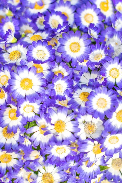 Μπλε λουλούδι φόντο. Χαριτωμένα πολύχρωμα λουλούδια μοτίβο. — Φωτογραφία Αρχείου