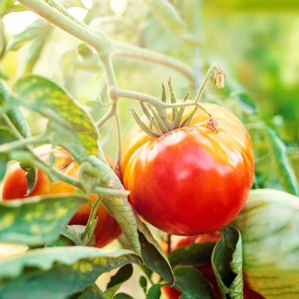 Cultivar tomates em um ramo. Tomates vermelhos maduros cultivados em t — Fotografia de Stock