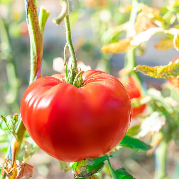 Maturi pomodori su un ramo. Pomodori rossi coltivati in giardino — Foto Stock