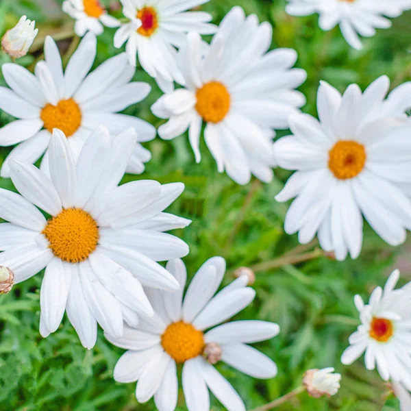 Ljus blomma bakgrund. Daisy blomma på grön äng närbild — Stockfoto
