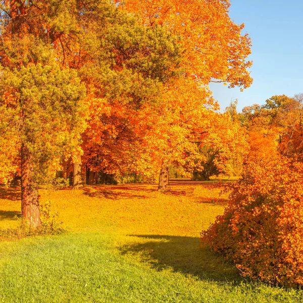 Herfsttafereel Met Gouden Bladeren Herfstbomen Weide Blauwe Lucht Zonneschijn Prachtig — Stockfoto