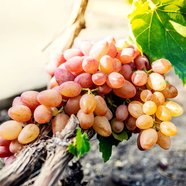 Uvas Blancas Viñedo Cerca Uvas Vino Verde Maduras Otoño Arves — Foto de Stock