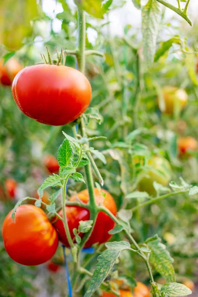Trädgårds tomater. Mogna tomater växer på grenarna på en f — Stockfoto