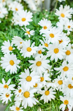 Daisy chamomile flowers on green field meadow. Spring or summer  clipart