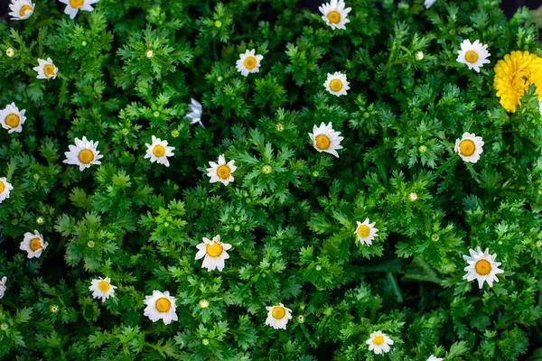 Na zelené polní louce mají květy heřmánků. Jaro nebo léto — Stock fotografie