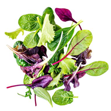 Rucola, frisee, radicchio, pazı ve kuzu marul ile Salata karışımı