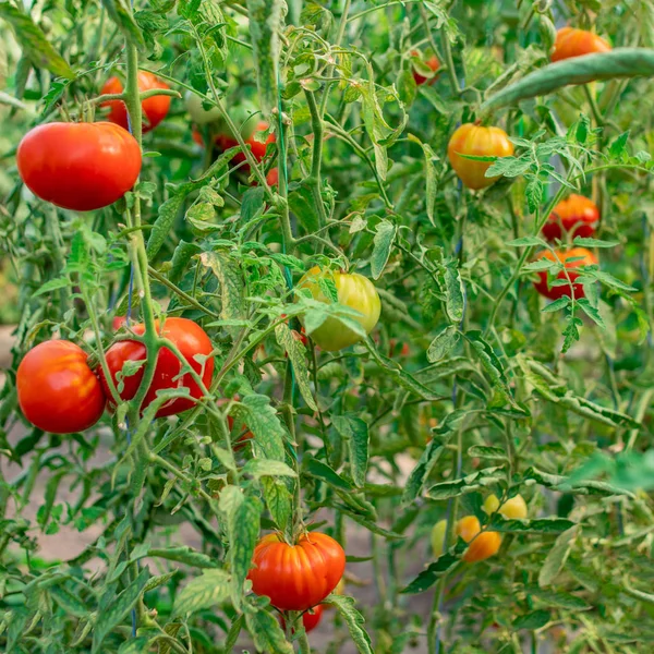 Tomates de jardinagem. Tomates maduros crescendo nos ramos em um f — Fotografia de Stock