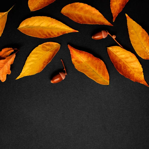Composição de outono com bordo dourado e folhas de carvalho em bac preto — Fotografia de Stock
