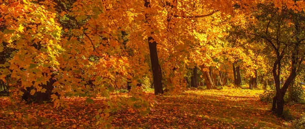 Autumn Panorama. Autumn  landscape Background with maple trees w — Stock Photo, Image