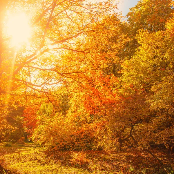 Güzel Sonbahar manzara Arka plan. Sarı akçaağaç ağaçları, güneş — Stok fotoğraf