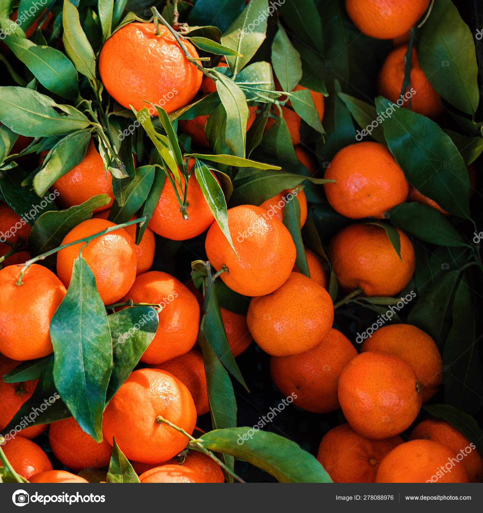 https://st4.depositphotos.com/2370557/27808/i/1600/depositphotos_278088976-stock-photo-mandarines-tangerine-or-clementine-with.jpg
