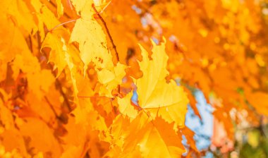 Sonbahar manzara Arka plan. Sarı yapraklı sonbahar ağaçları. B