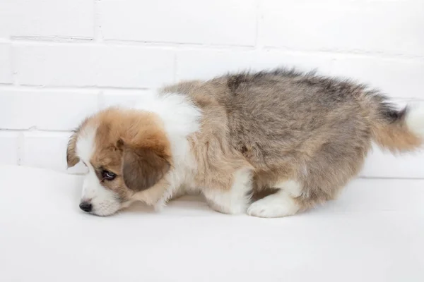 Cute Little Puppy Corgi Pembroke oliendo sobre un fondo blanco . —  Fotos de Stock