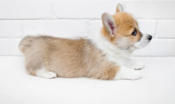 Cute Little Puppy Corgi Pembroke berbaring di latar belakang putih. W — Stok Foto