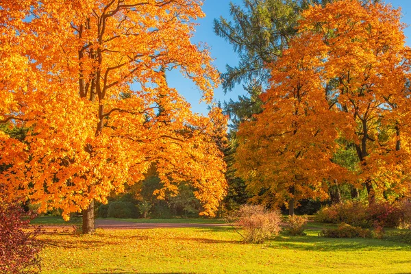 Cena de outono com folhas douradas, árvores outonais, prado, azul sk — Fotografia de Stock