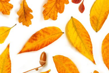 Meşe palamudu, altın marple ve meşe yaprakları ile Sonbahar kompozisyon 