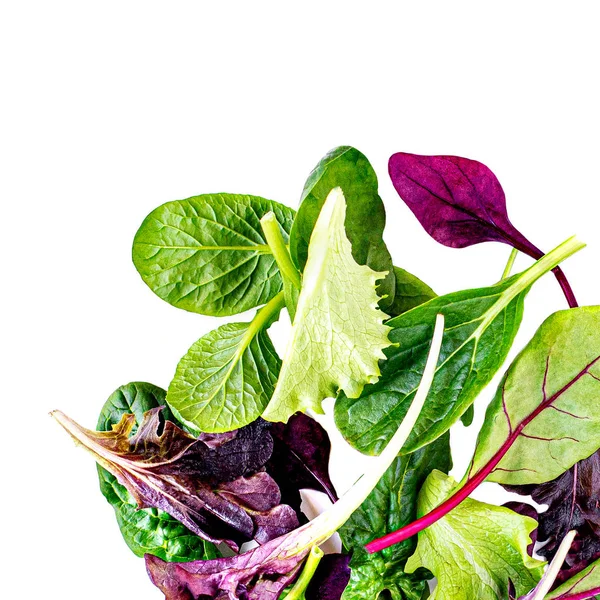 Salad mix border with rucola, frisee, radicchio, chard and lamb' — Stock fotografie
