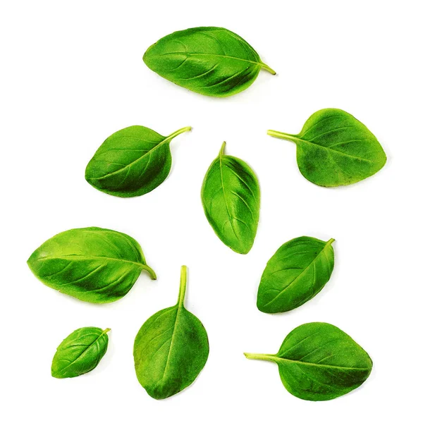 Flying Fresh basil herb leaves isolated on white background. Top — Stock Photo, Image