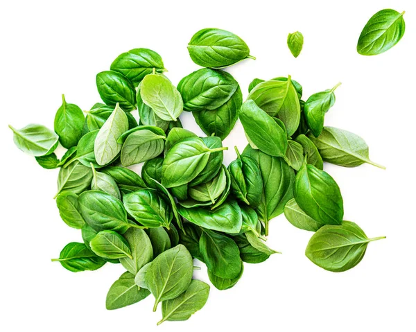 Fresh basil leaf isolated on white background, close up. Pile of — Stock Photo, Image