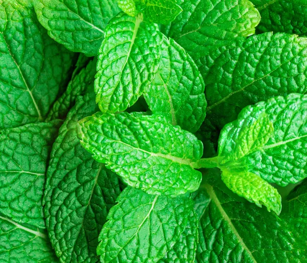 Mint leaf isolated on white background. Heap of Spearmint leaves — Stock Photo, Image