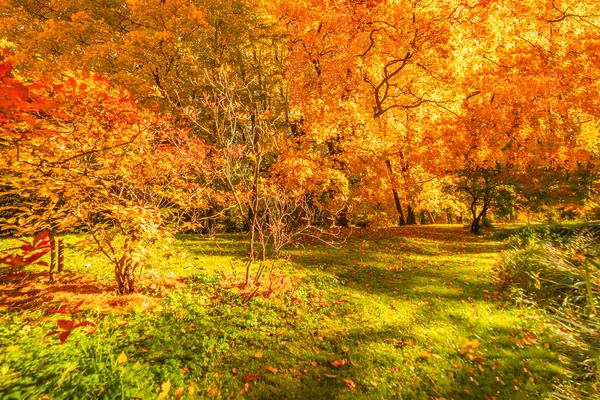 秋の風景の背景。秋のシーンパノラマ — ストック写真
