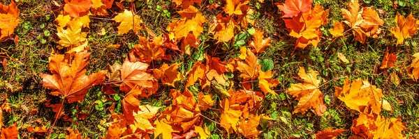 Fundo de outono com folhas de outono vermelhas e alaranjadas em um chão . — Fotografia de Stock