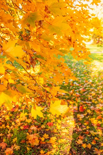 Herfst achtergrond. Herfst landschap met rode en gele esdoorn Lea — Stockfoto