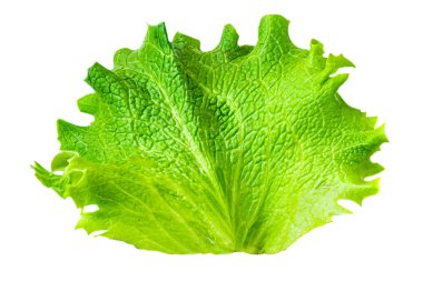 Taze yeşil marul yaprağı beyaz arka plan üzerinde izole. Batavia s