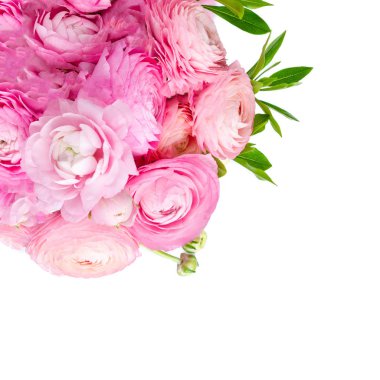 Bahar çiçekleri. Pembe ranunculus çiçeklerbeyaz bir sırt izole