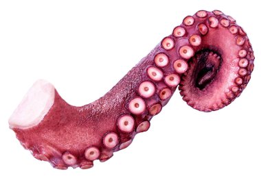 İzole Ahtapot. Ahtapot iyon beyaz arka plan tentacles. Deniz