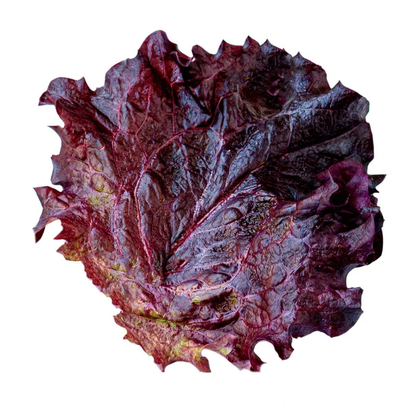 Свіжий фіолетовий листя салату ізольований на білому фоні. Batavia — стокове фото