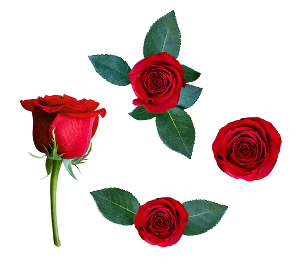 흰색 배경에 고립 된 빨간 장미 꽃. 플라워 컬렉션 — 스톡 사진