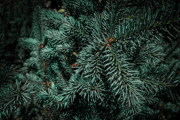 圣诞杉树树枝背景。带有 Gr 的圣诞卡 — 图库照片