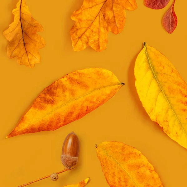 Composição de outono com bolotas, martelo dourado e folhas de carvalho — Fotografia de Stock