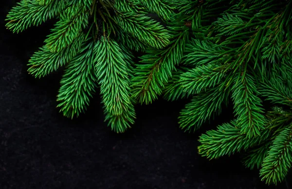 Kerstboom Pine takken op zwarte achtergrond. Uitzicht vanaf ABO — Stockfoto