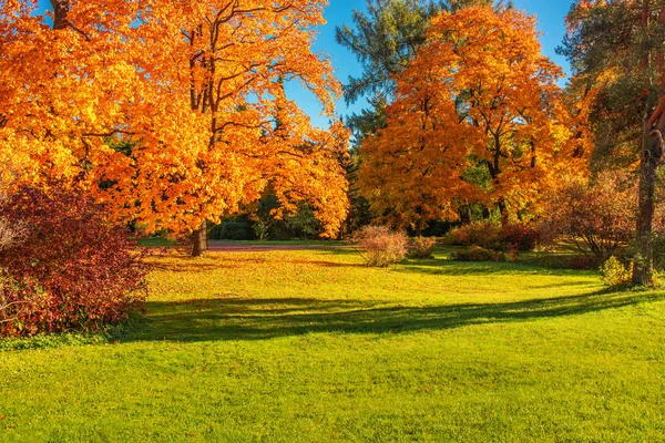Осінній пейзаж Тло. Осінні кленові дерева з жовтим і — стокове фото