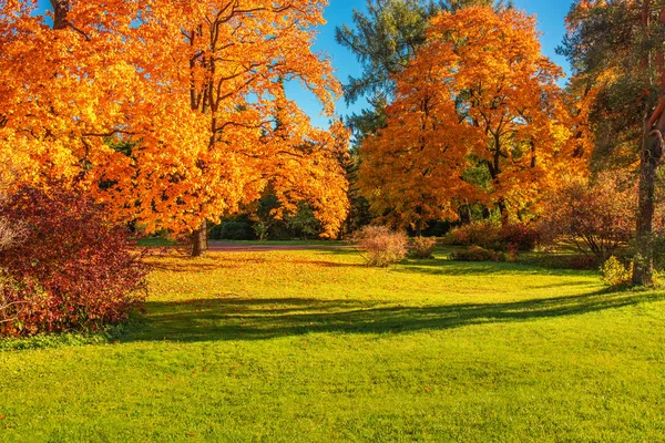 Autunno paesaggio sfondo. Autunno acero con Giallo e — Foto Stock