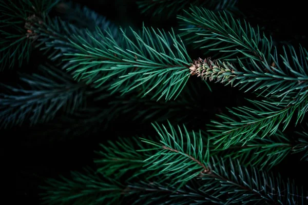 Kerst Fir Tree takken achtergrond. Kerst Pine Tree muur — Stockfoto