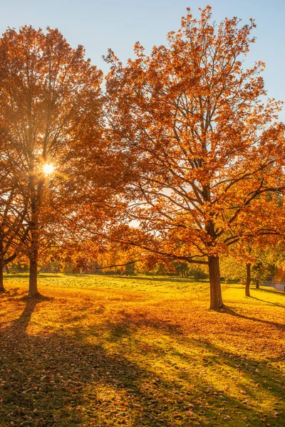 Herfst landschap. Gele bomen in het bos met warme zon en — Stockfoto