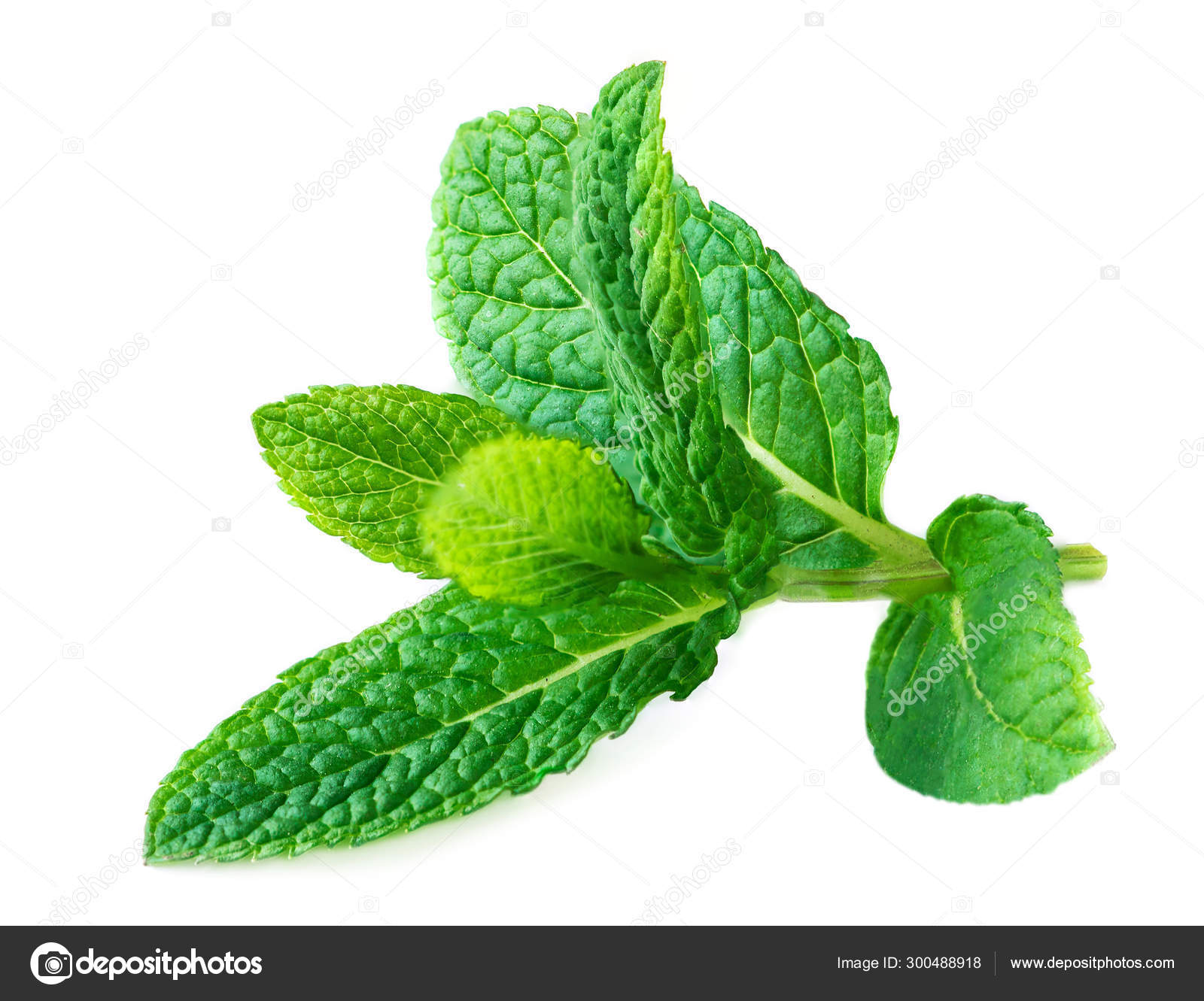 peppermint white background pictures peppermint white background pictures
