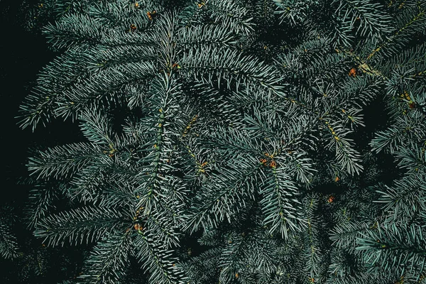 Christmas fir tree branches background.  Festive Xmas border of — Stock Photo, Image