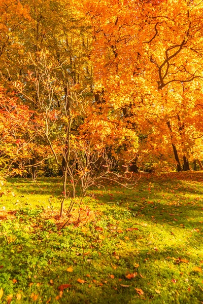 Осенний пейзаж. Панорама осенней сцены — стоковое фото