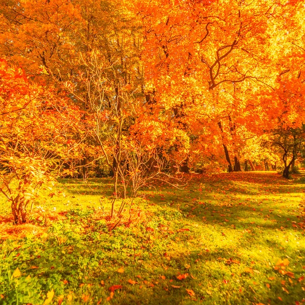 Autumn landscape Background. Fall scene panorama — Stock Photo, Image