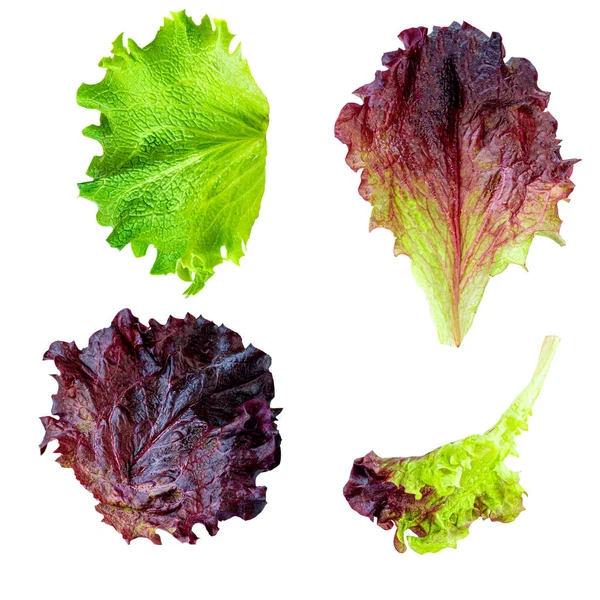 Salátové listí izolovaný. Kreativní vzhled z čerstvých hlávkového salátu — Stock fotografie